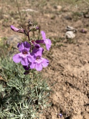 Penstemon gairdneri