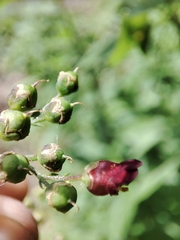 Scrophularia scorodonia