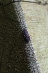 Namunaria pacifica
