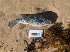 Arothron firmamentum
