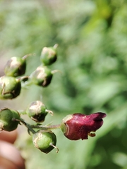 Scrophularia scorodonia