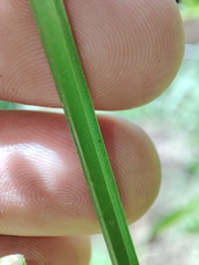 Scrophularia scorodonia