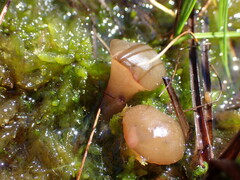 Ascocoryne turficola