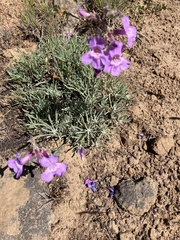Penstemon gairdneri