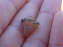 Ascocoryne turficola