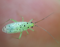 Ilnacora stalii
