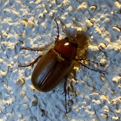 Phyllophaga vetula