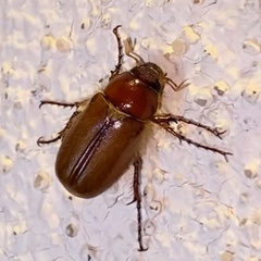 Phyllophaga vetula