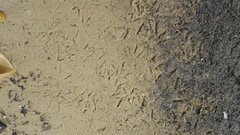 Himantopus mexicanus