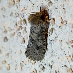 Acrolophus parvipalpus