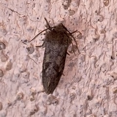 Acrolophus parvipalpus