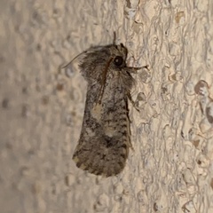 Acrolophus parvipalpus