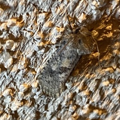 Acrolophus parvipalpus