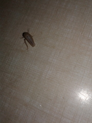 Athysanus argentarius