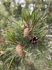 Pinus contorta murrayana