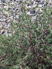 Salsoleae