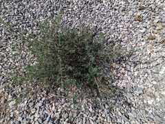 Salsoleae
