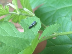 Graphocephala lugubris