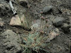 Chaenactis santolinoides