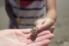 Paraconcavus pacificus