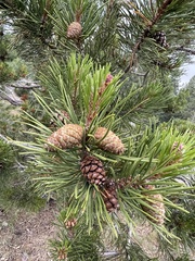 Pinus contorta murrayana