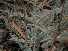 Chaenactis santolinoides