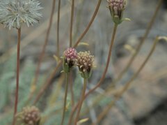 Chaenactis santolinoides