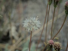 Chaenactis santolinoides