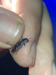 Melanophila consputa