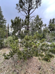 Pinus contorta murrayana