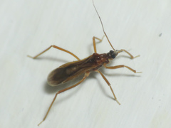 Oncerotrachelus