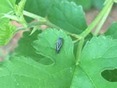 Graphocephala lugubris