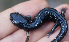 Aneides flavipunctatus