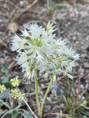 Allium campanulatum