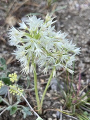 Allium campanulatum