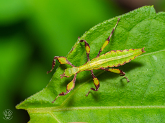 Phylliidae