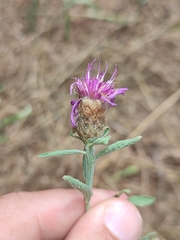 Centaurea nigra rivularis