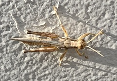 Melanoplus pictus