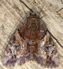 Catocala muliercula