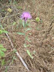 Centaurea nigra rivularis