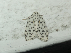 Clemensia leopardina