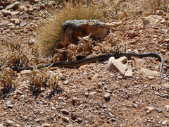 Pseudechis australis