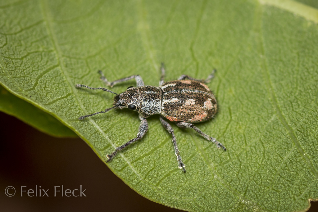 Pantomorus albosignatus