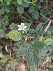 Rubus lainzii