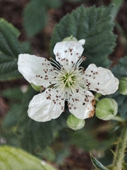 Rubus lainzii