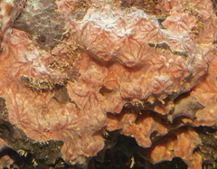 Clathria curacaoensis