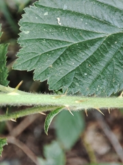 Rubus lainzii