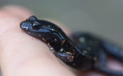 Aneides flavipunctatus