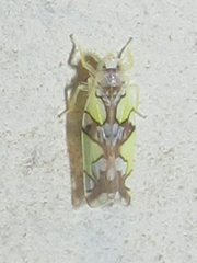 Protalebrella conica