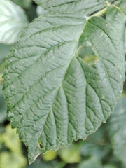 Rubus lainzii
